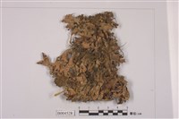 藏品(牛皮葉屬)的圖片